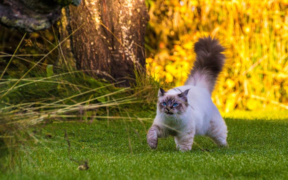 Fluffy tail cat walking on grass wallpaper,Fluffy HD wallpaper,Tail HD wallpaper,Cat HD wallpaper,Walking HD wallpaper,Grass HD wallpaper,2560x1600 wallpaper