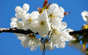 White Cherry Blossoms wallpaper thumb