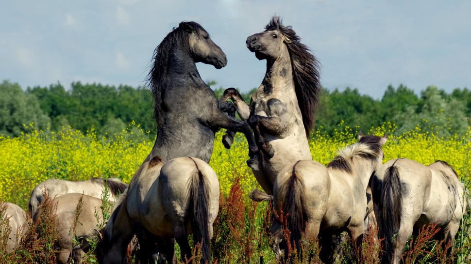 Horses, background wallpaper,background HD wallpaper,horses HD wallpaper,nature HD wallpaper,2560x1440 wallpaper