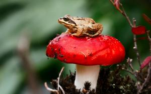 Frog Sitting on a Red Mushroom wallpaper thumb