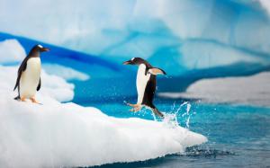Happy Antarctic penguins on ice wallpaper thumb