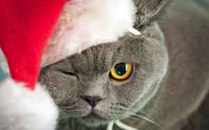Holidays Christmas Seasonal Cats Eye High Resolution Images wallpaper thumb