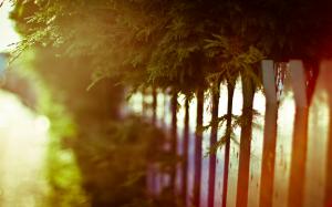 Fence Plant Warm HD wallpaper thumb