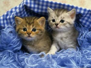 Two Cute Kittens wallpaper thumb