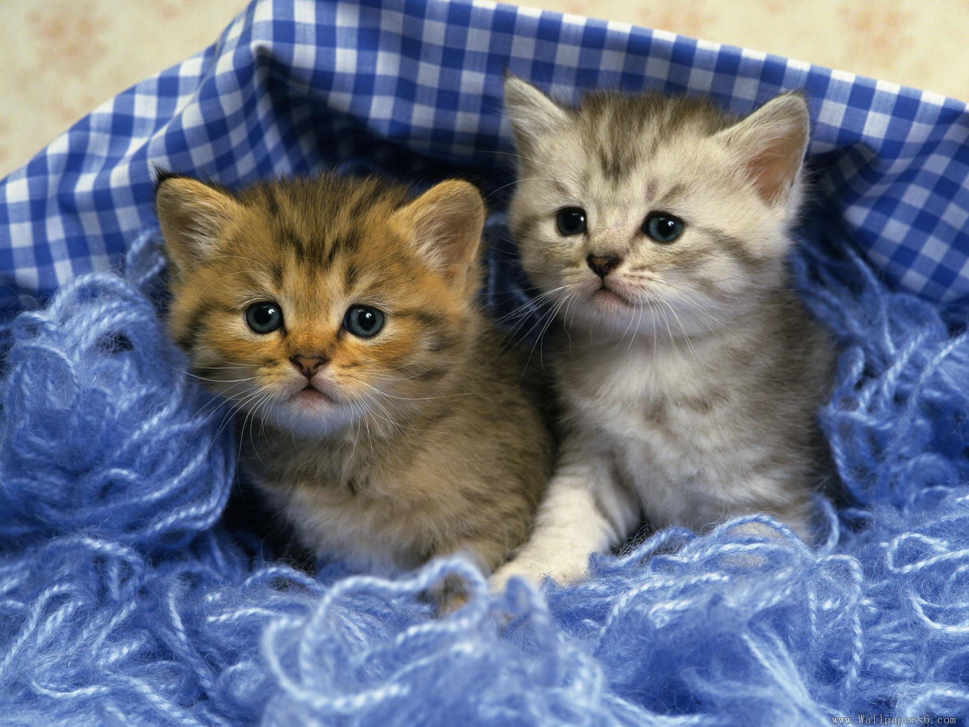 Two Cute Kittens wallpaper | animals | Wallpaper Better