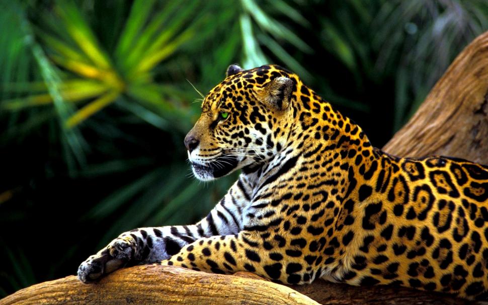 Amazon Jaguar wallpaper,rain forest HD wallpaper,predator HD wallpaper,relaxing HD wallpaper,jaguar HD wallpaper,animals HD wallpaper,1920x1200 wallpaper