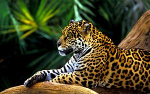 Amazon Jaguar wallpaper thumb