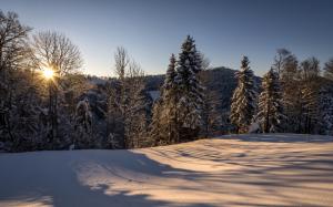Switzerland, Hulftegg, nature winter landscape, morning, sun, forest, snow wallpaper thumb