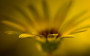 Flower Yellow Macro Blur HD wallpaper thumb