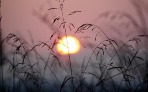 Nature Sunsets Sunrise Grass Plants Sky Sun Silhouette wallpaper thumb