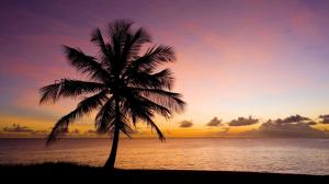 Nature, palm tree, beach, sea, sky, sunset, silhouette wallpaper thumb