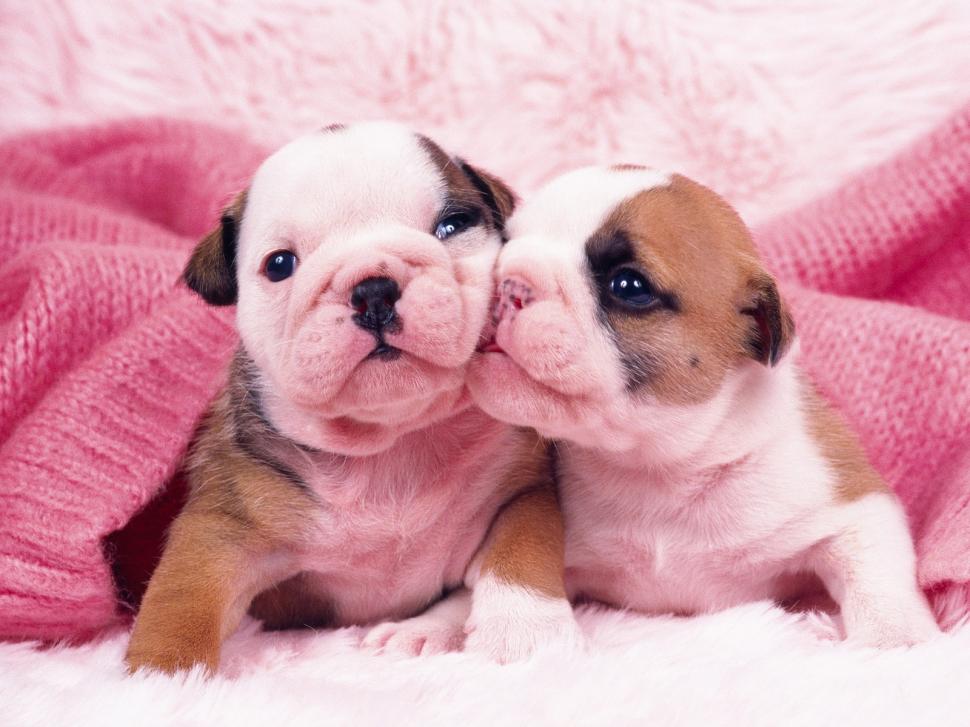 Pink Pug Puppies Kiss wallpaper