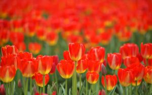 Red flowers, tulips, spring wallpaper thumb