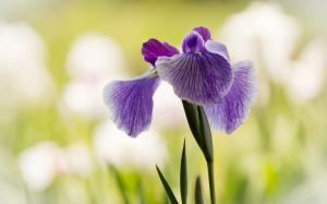 Purple iris, flower close-up wallpaper thumb