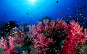 Gorgeous Ocean Corals Fish wallpaper thumb