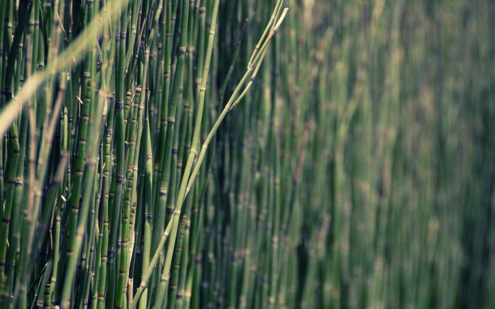 Bamboo Green HD wallpaper,nature wallpaper,green wallpaper,bamboo wallpaper,1680x1050 wallpaper
