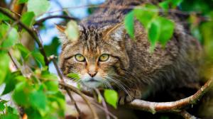 Scottish wild cat, forest wallpaper thumb