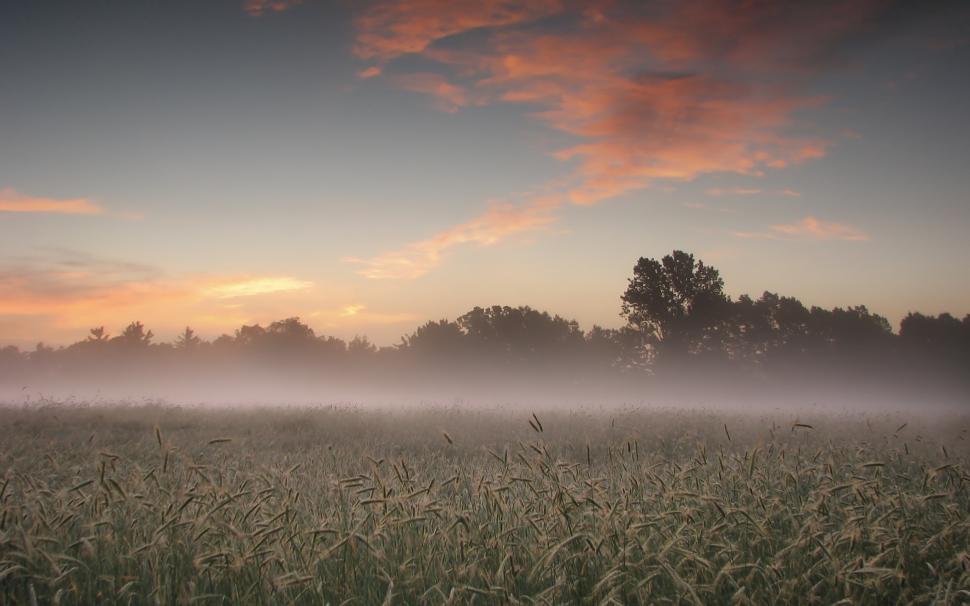 Morning Mist Field wallpaper,Scenery HD wallpaper,2560x1600 wallpaper