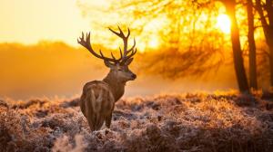 deer, animals, sunset, trees, yellow, winter wallpaper thumb