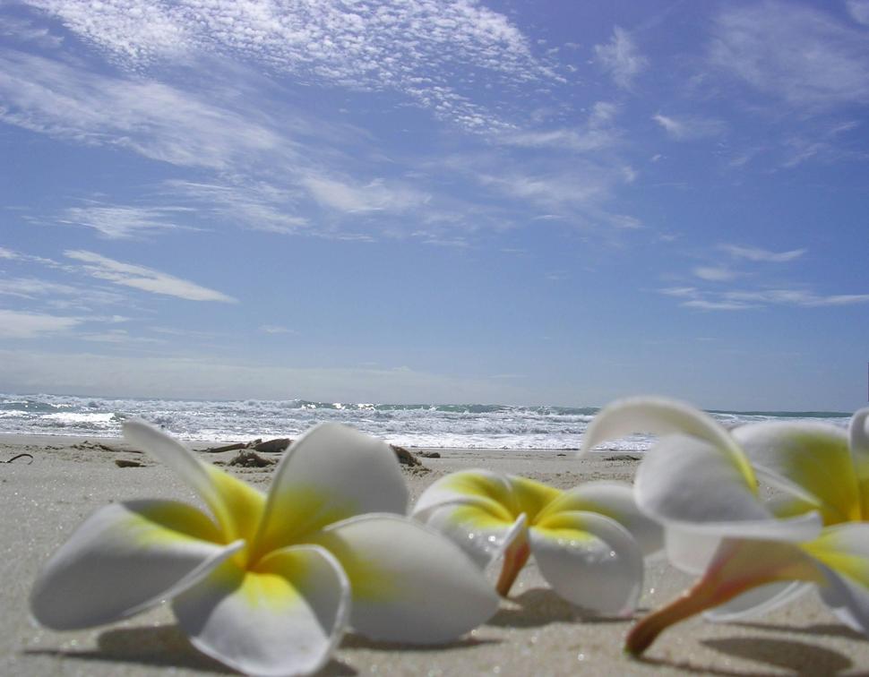 Plumeria laying on a Beach wallpaper,flowers HD wallpaper,hawaiian HD wallpaper,lying HD wallpaper,hawaii HD wallpaper,beach HD wallpaper,laying HD wallpaper,sand HD wallpaper,ocean HD wallpaper,paradise HD wallpaper,island HD wallpaper,tropical HD wallpaper,plumeria HD wallpaper,fran HD wallpaper,2884x2250 wallpaper
