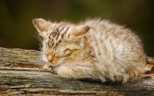 Furry cat, sleep wallpaper thumb