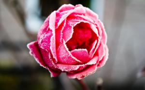Frozen Rose wallpaper thumb