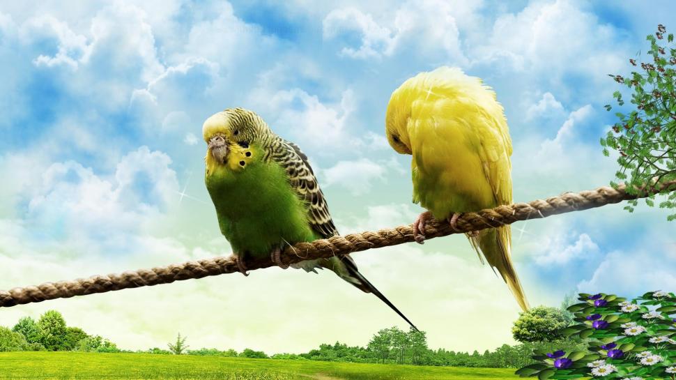 Love Birds On A Rope wallpaper | animals | Wallpaper Better