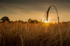 Sunset wheat field wallpaper thumb