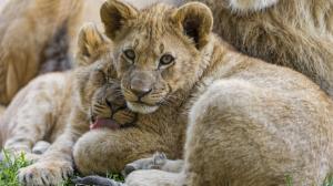 Lion cubs look at you wallpaper thumb