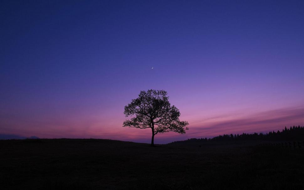 Tree in the lavender sunset wallpaper,nature HD wallpaper,1920x1200 HD wallpaper,tree HD wallpaper,sunset HD wallpaper,1920x1200 wallpaper