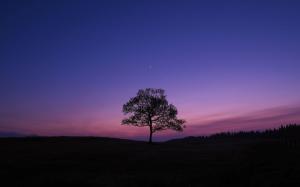 Tree in the lavender sunset wallpaper thumb