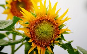 Sunflower macro wallpaper thumb