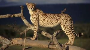 Cheetah HD wallpaper thumb