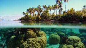 Tropical Underwater Palm Trees HD wallpaper thumb