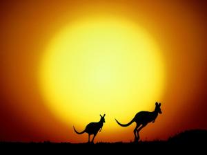 The Kangaroo Hop Australia HD wallpaper thumb