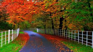 Forests, parks, trees, leaves, roads, fences, natural beauty of autumn wallpaper thumb