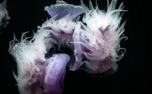 Jellyfish Underwater Black Wide wallpaper thumb