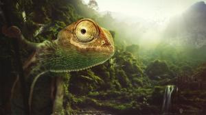 Chameleon close-up, nature, birds, sun rays, Desktopography pictures wallpaper thumb