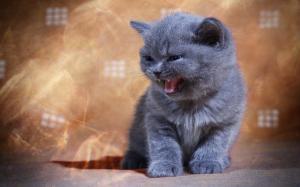 British shorthair, kitten, yawn wallpaper thumb