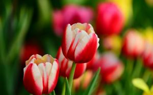 Red and white petals, tulip flowers, spring wallpaper thumb
