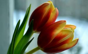 Two Tulips Spring wallpaper thumb