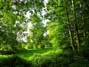 Park, summer, London, trees, forest, green wallpaper thumb