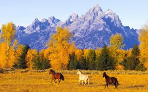 Horses In Autumn Forest wallpaper thumb