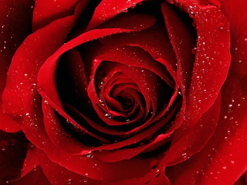 A Red Rose For You wallpaper,rose wallpaper,1600x1200 wallpaper