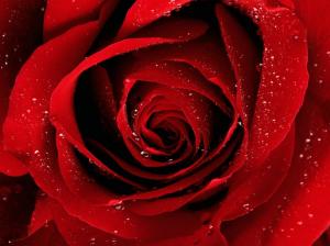 A Red Rose For You wallpaper thumb