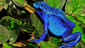 Blue frog wallpaper thumb