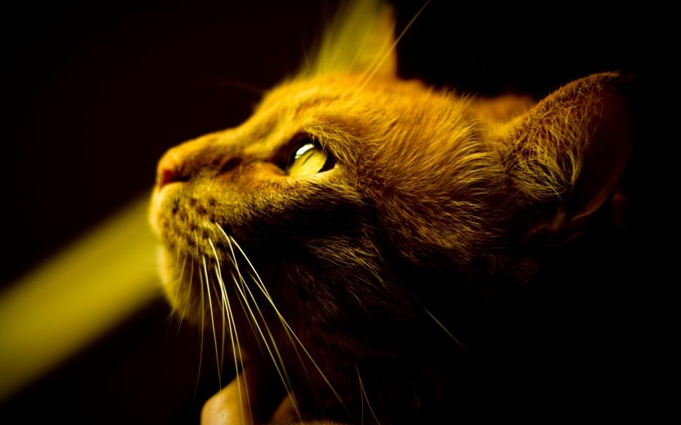 A brown cat's attention, facial close-up, yellow eyes wallpaper,Brown HD wallpaper,Cat HD wallpaper,Attention HD wallpaper,Facial HD wallpaper,Yellow HD wallpaper,Eyes HD wallpaper,2560x1600 wallpaper