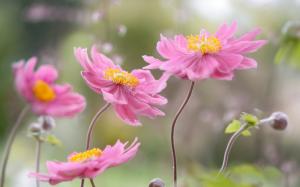 Japanese anemone, petals, pink flowers wallpaper thumb