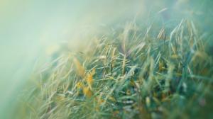 Grass Macro Blur HD wallpaper thumb