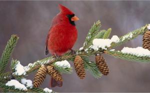 Gorgeous Male Cardinal In Winter wallpaper thumb